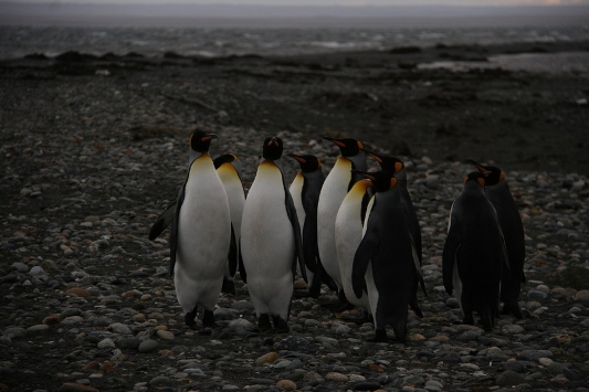 Pinguini in  Patagonia