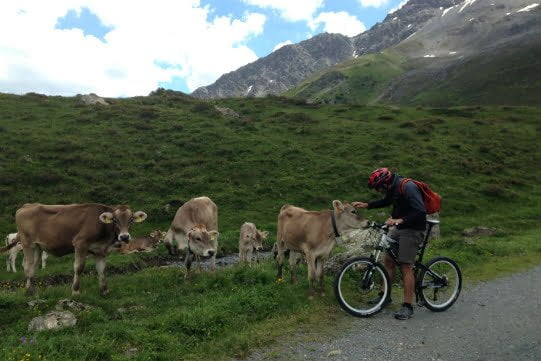 aaa arosa vitello