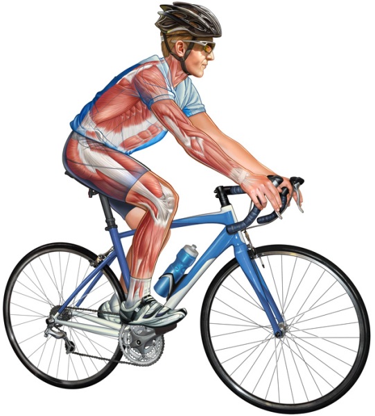 muscoli bicicletta