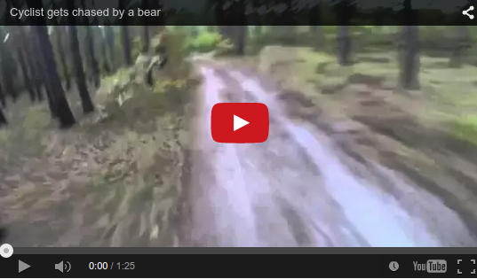 Paura: ciclista inseguito da un orso [video]