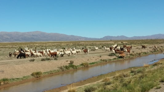 pampa-1