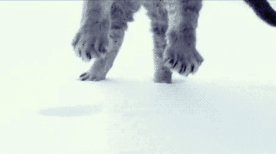 giphy cat