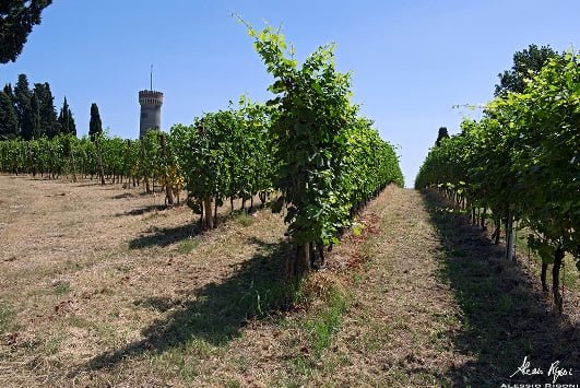 garda-vigneti