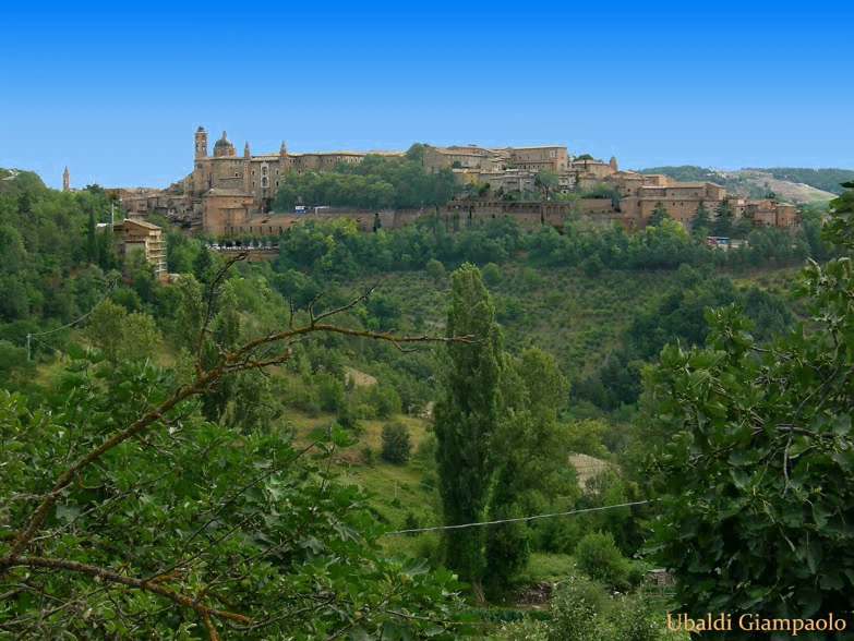 urbino