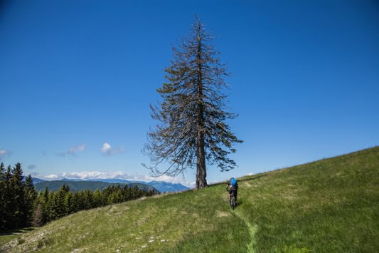 06 albero solitario by Marco Gober-7381