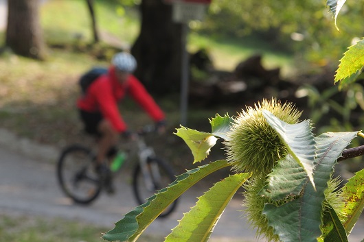Drena e Braila in bici, in Trentino tra castagne e falesie
