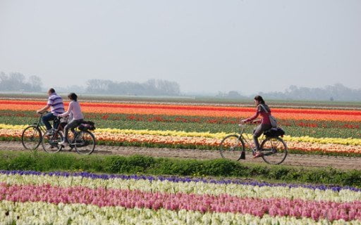 tulipani-olanda