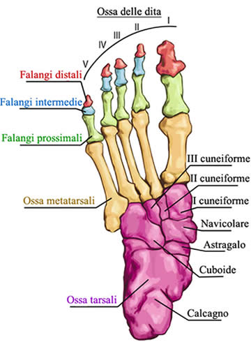 tacchette da corsa Anatomia del piede