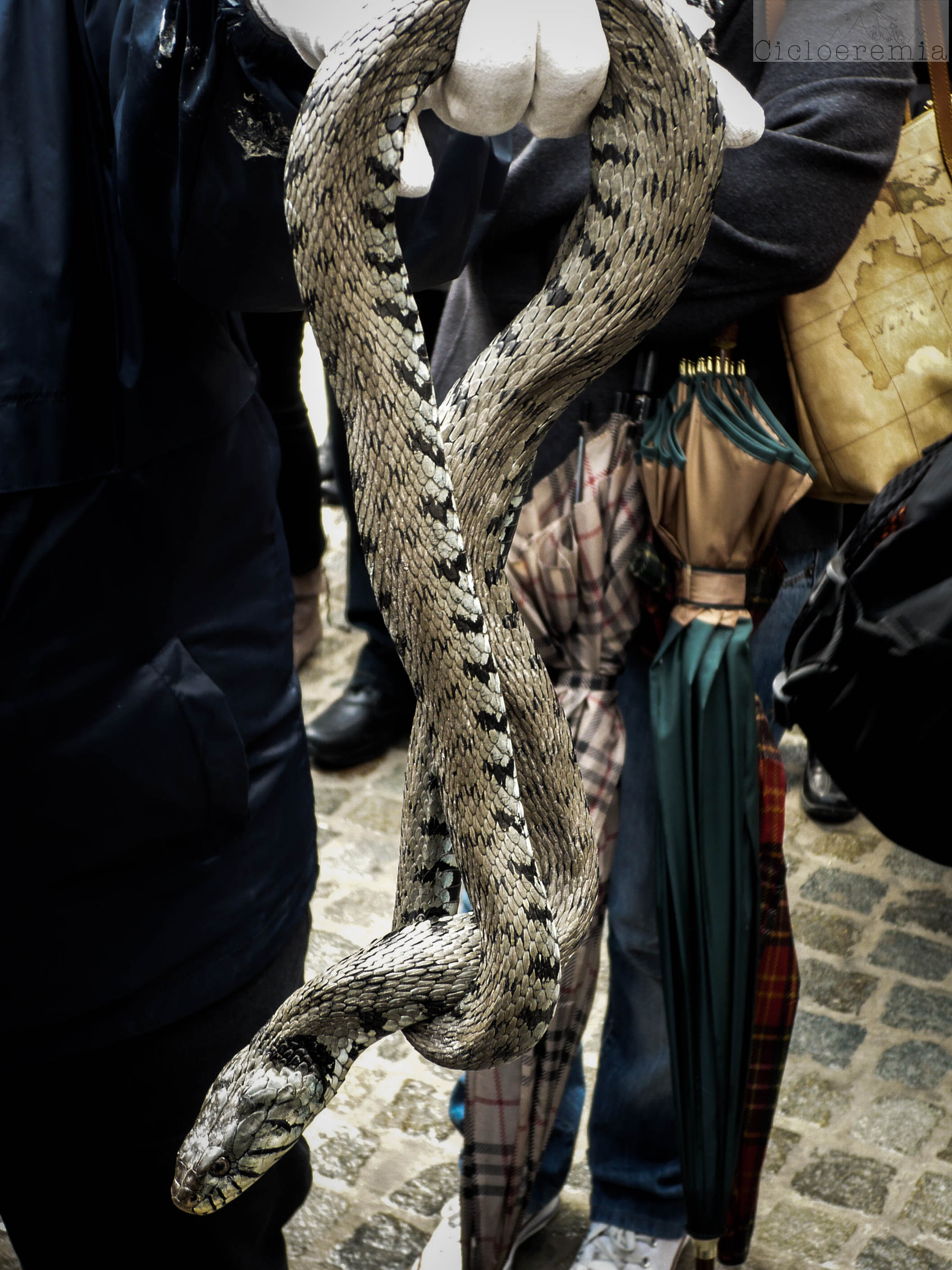 Serpente