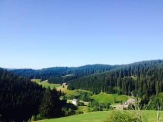 Paesaggio di foresta