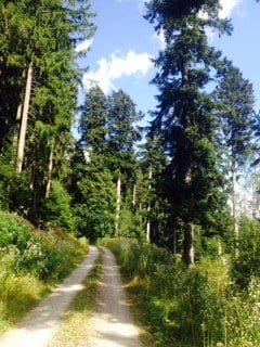 Sentiero nella foresta