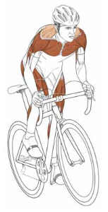 Muscoli attivi nel ciclismo