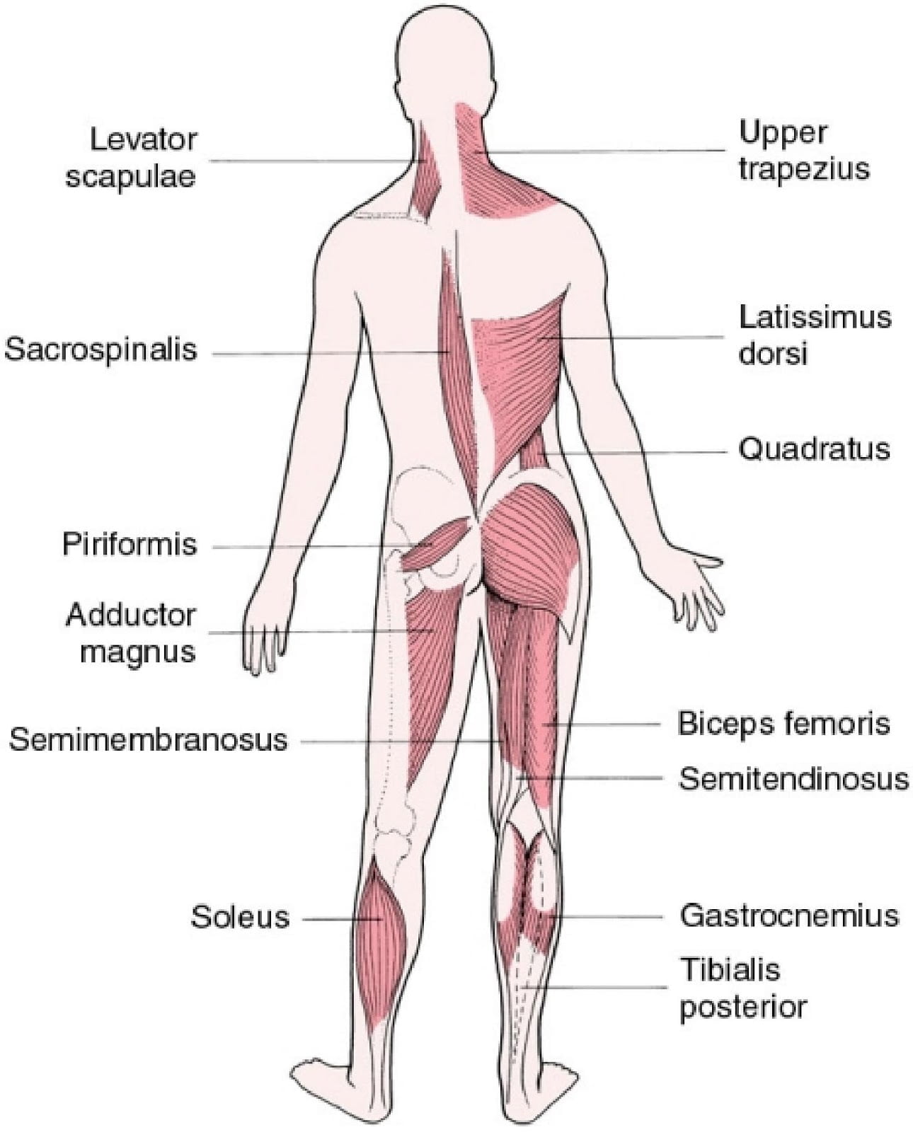 Tavola anatomica muscoli posteriori