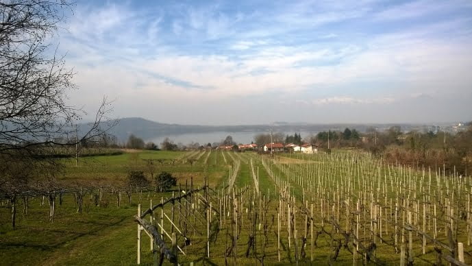 Campi coltivati