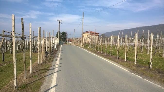 Vigneti