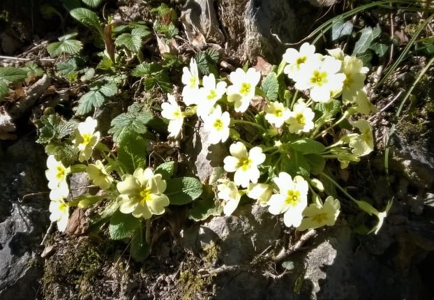 Fiori