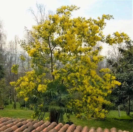 Mimosa