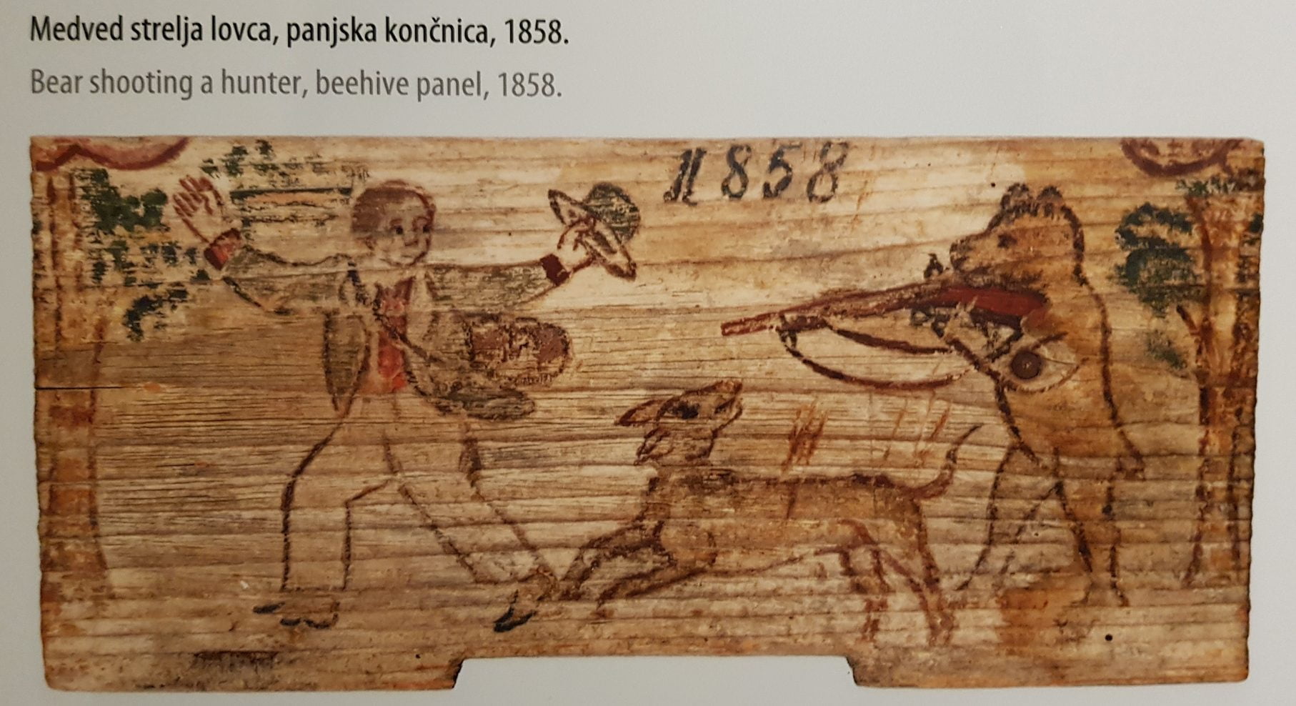 orso bruno, disegno