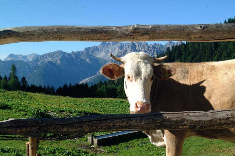 Forni di Sopra
