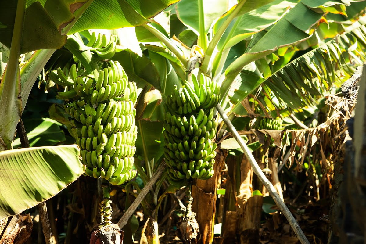 Banane di Gran Canaria