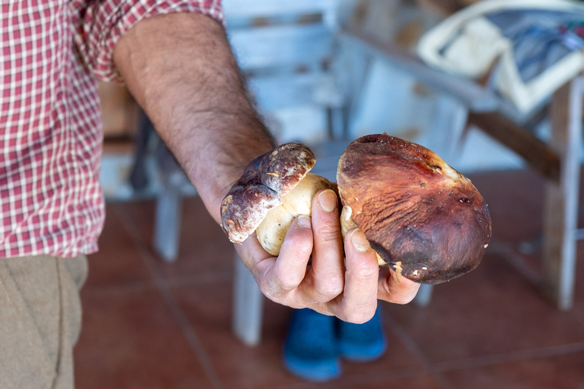 I funghi caratteristici che si mangiano lungo la Ciclovia dei Parchi della Calabria
