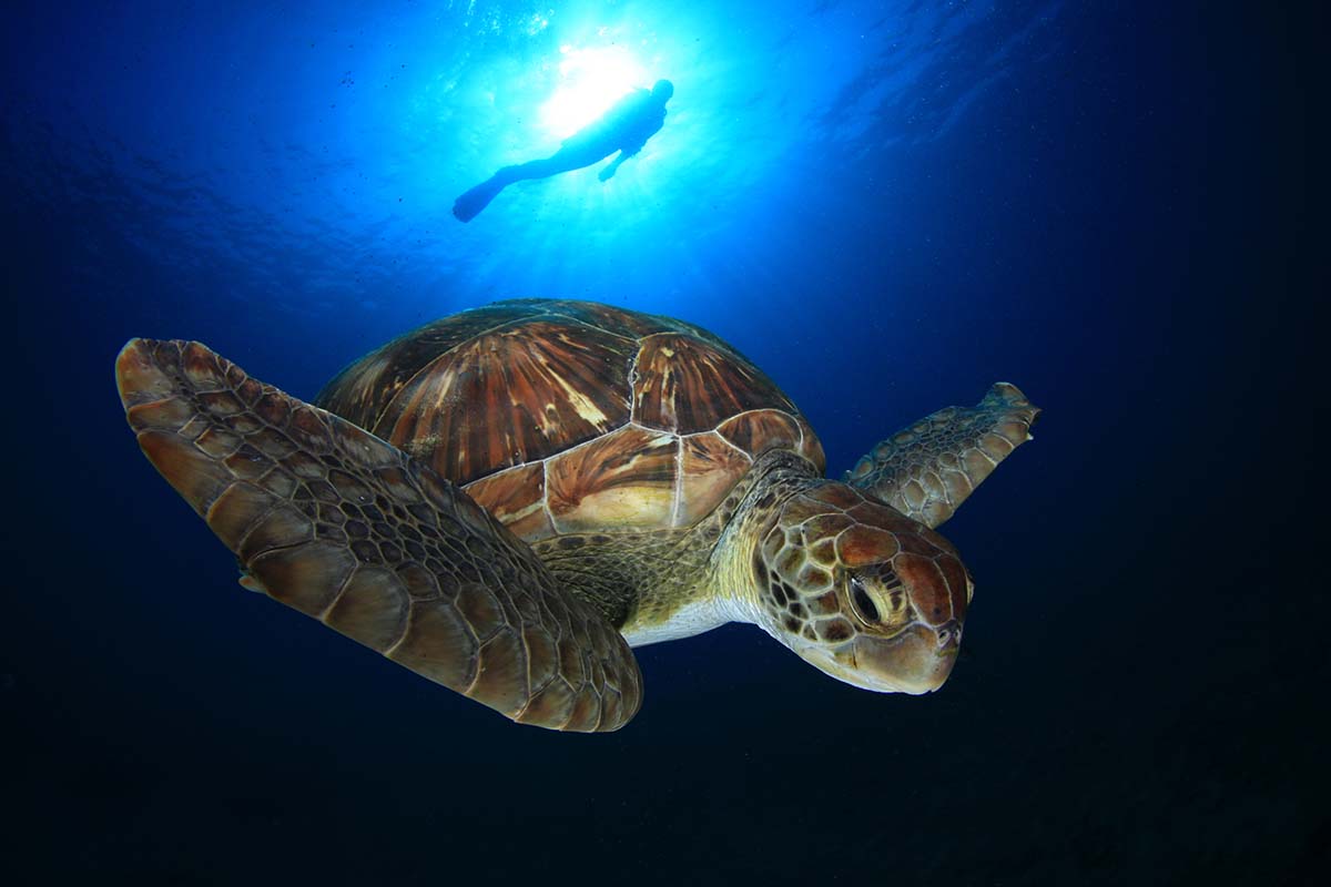una tartaruga nuota nell'oceano a Tenerife