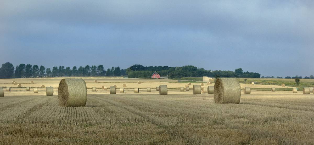 Covoni campo coltivato Danimarca