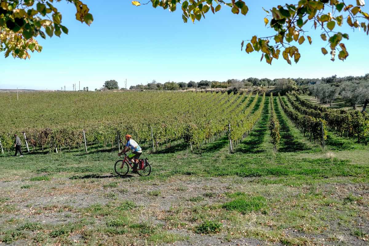 Basilicata in bici: da Barile a Venosa, tra vini, olio e colline
