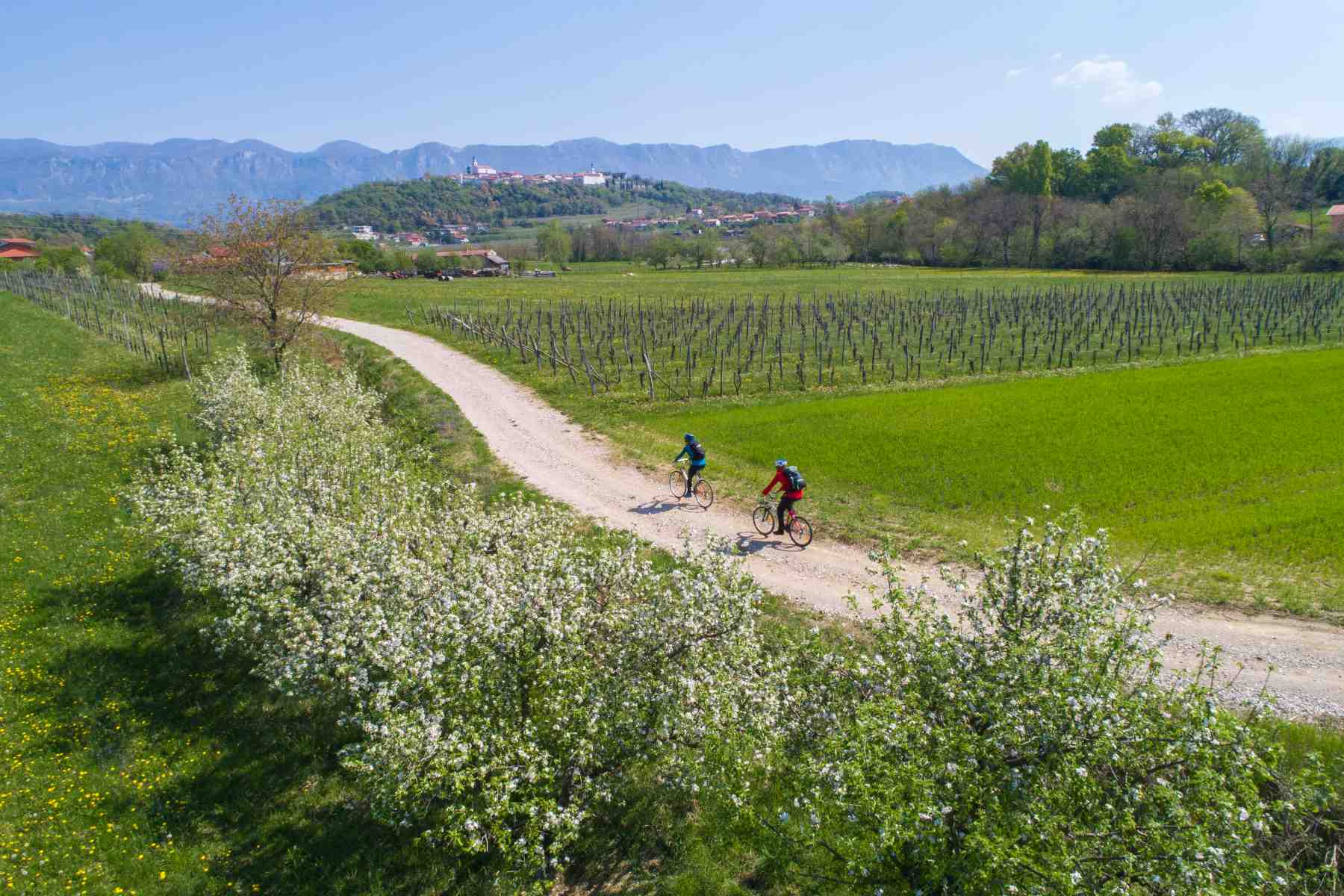 green gourmet route in bici tra i vigneti della Slovenia