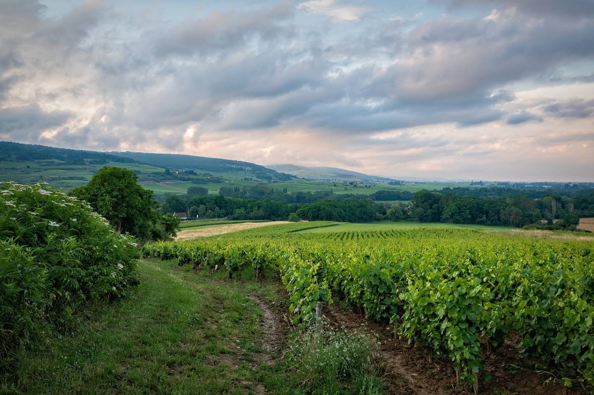 Vigneto Francia