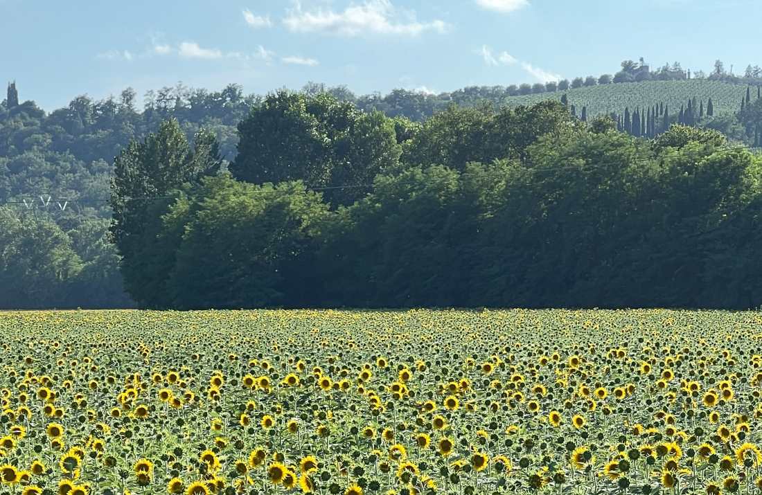 Valdelsa Via Pian Grande - girasoli di Enrico Rugi