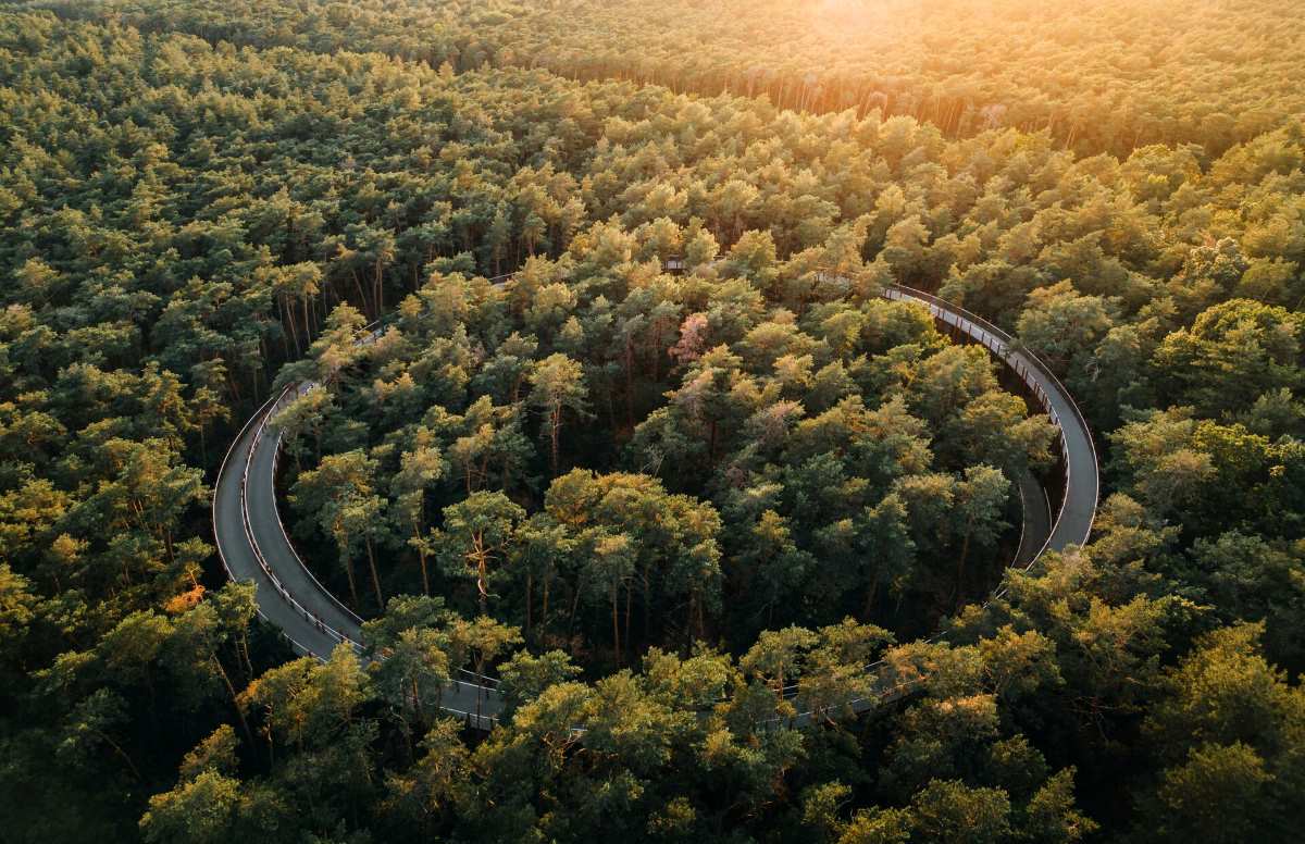 Cycling through Trees Fiandre crediti Bjorn Snelders