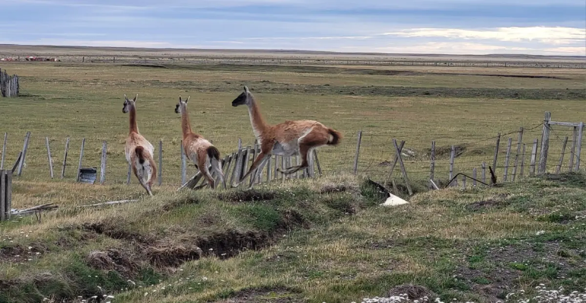 Guanacos in Argentina Majavacchi