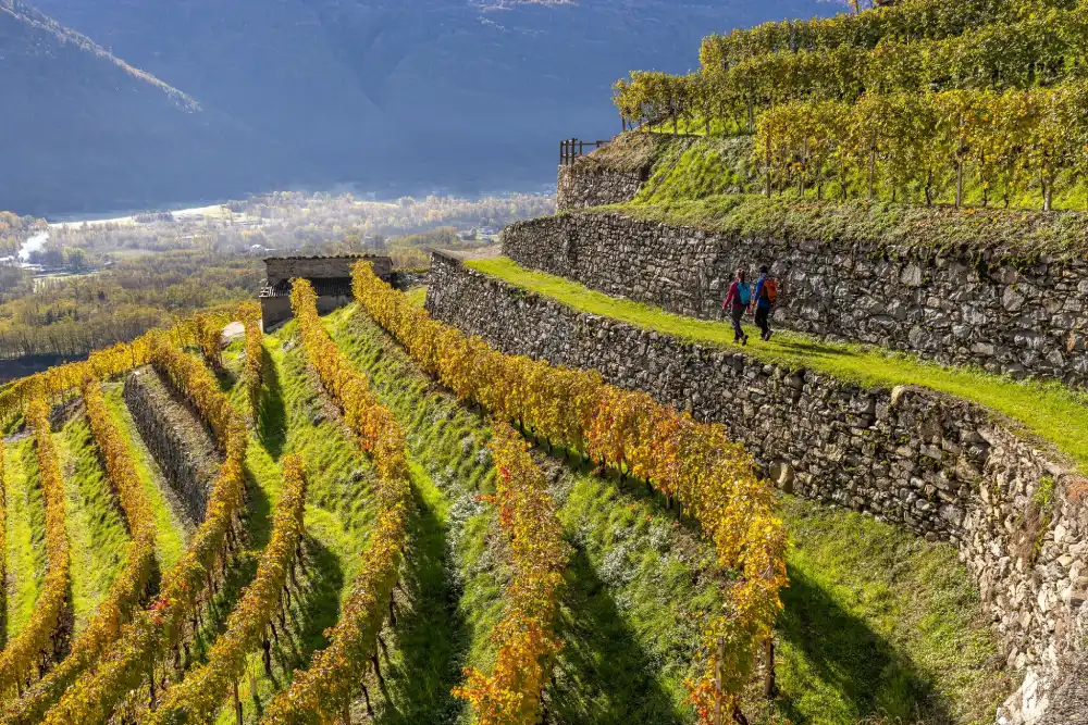 Terrazzamenti Valtellina @ValtellinaOfficial
