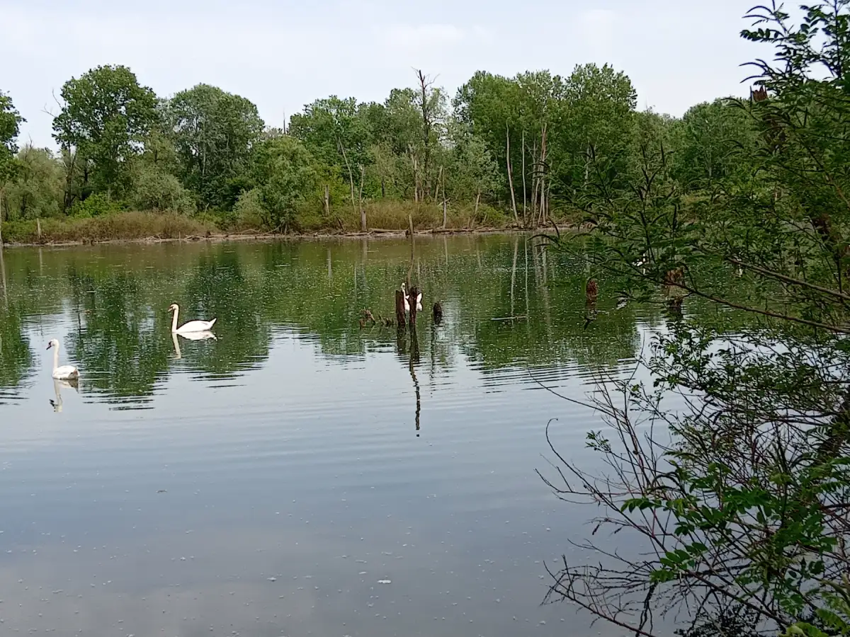 Isola dei Pumi Lodigiano Lombardia Majavacchi