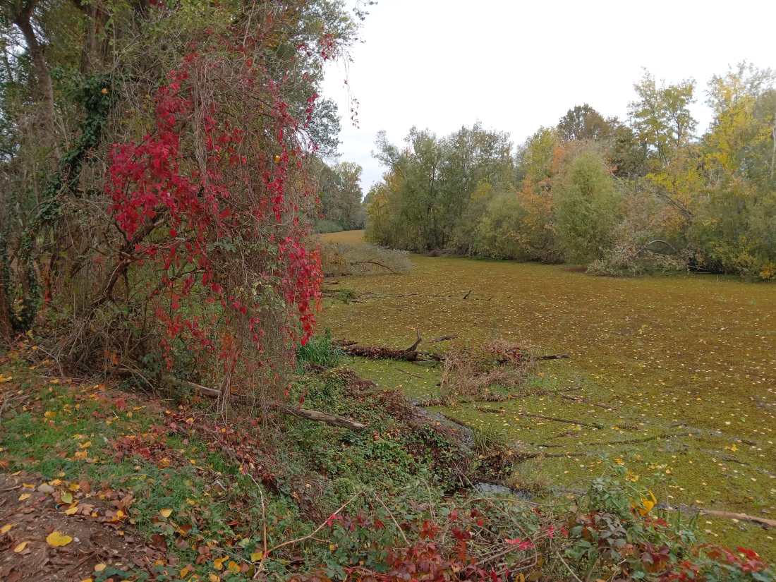 Lanca di Cavenago autunno Lodigiano Lombardia crediti Graziano Majavacchi