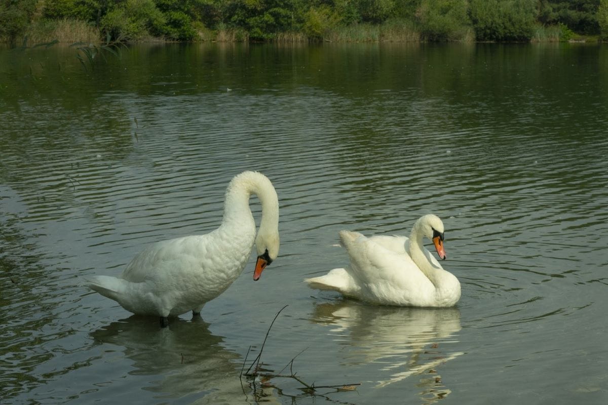 Ciclabile Drava Mirko e Pina Austria Cigni