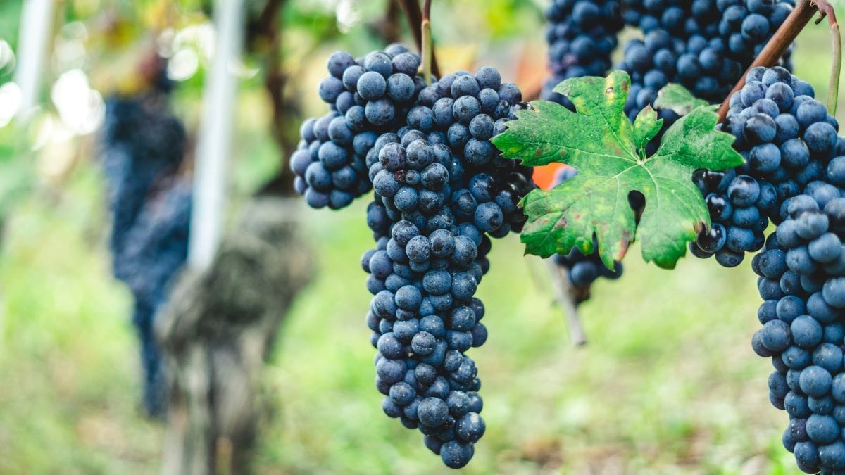 Vigneti Langhe Unsplash Andrea Cairone