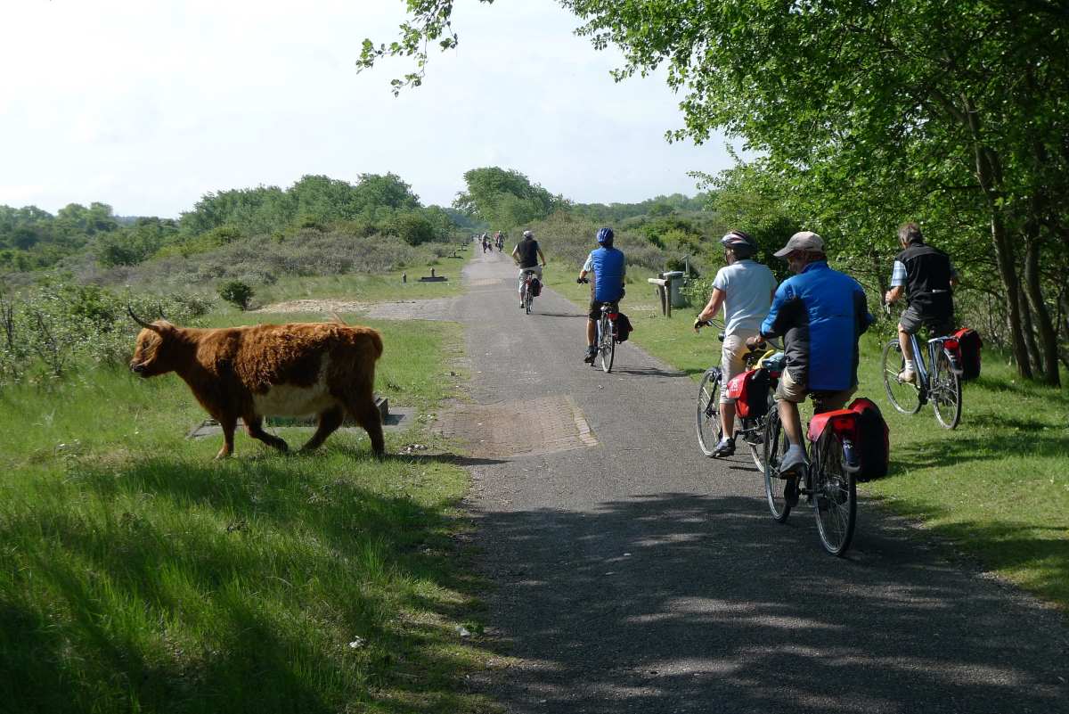 Sud dell'Olanda Bici e Barca Boat Bike Tours